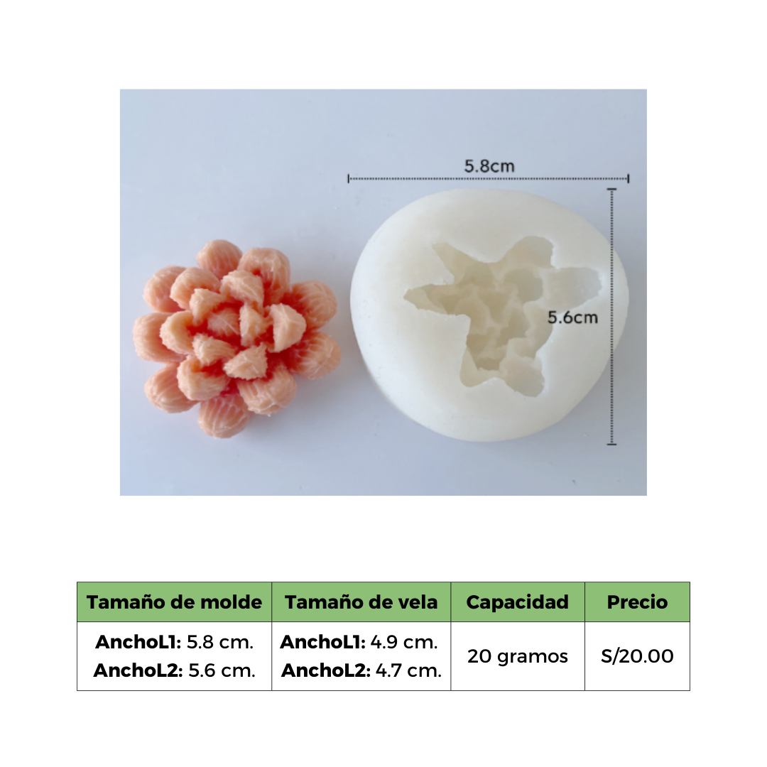 SUCULENTA 5 MOLDE
